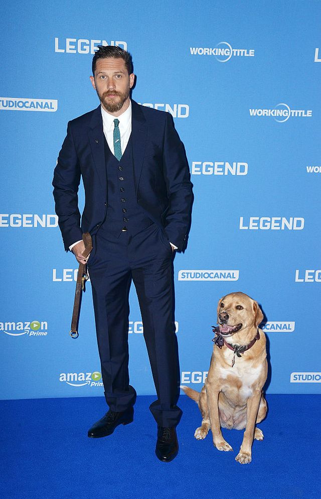 SEPTEMBER 03: Tom Hardy and his dog Woody attend the UK Premiere of 'Legend' at Odeon Leicester Square on September 3, 2015 in London, England
