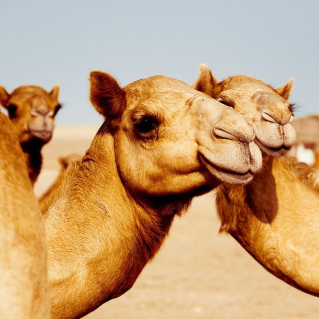 Camel, Vertebrate, Camelid, Arabian camel, Mammal, Terrestrial animal, Livestock, Bactrian camel, Adaptation, Organism, 