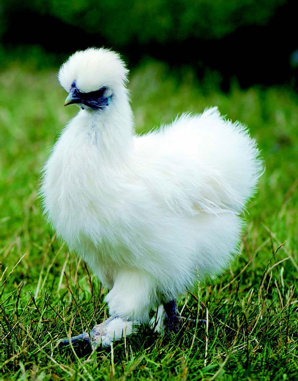 Chicken Breeds For Kids Raising Chickens   21 Cwestcottistockphotocom Silkiebantamfull Kidsguidechickens 1 