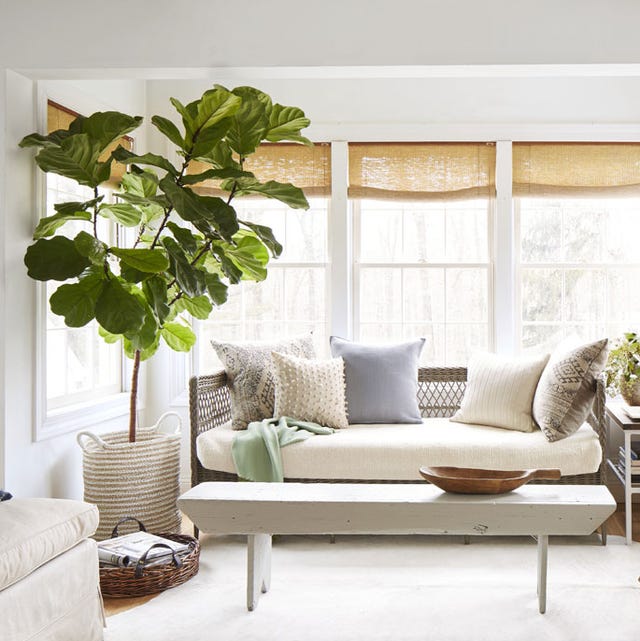 13 Best  Indoor Trees Large Indoor Plants  for Every Room 