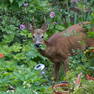 Deer, Plant, Plant community, Shrub, Adaptation, Garden, Flowerpot, Groundcover, Herb, Terrestrial animal, 