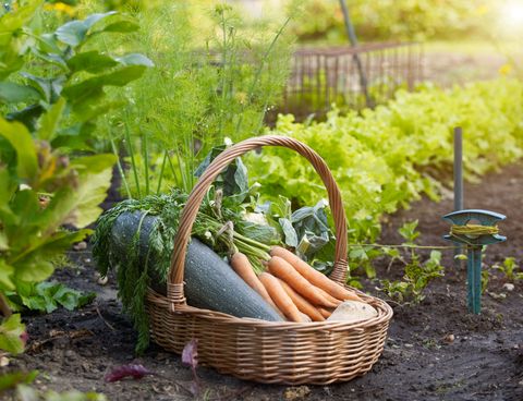 Ingredient, Basket, Produce, Natural foods, Storage basket, Local food, Whole food, Wicker, Home accessories, Vegan nutrition, 