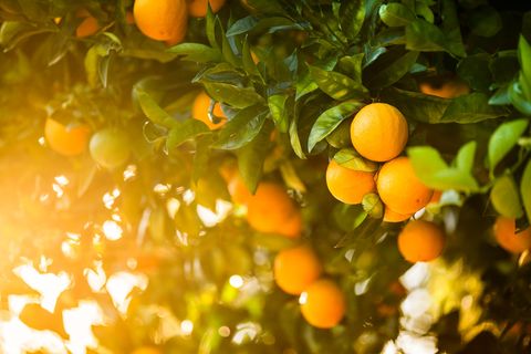Produce, Citrus, Fruit, Tangerine, Fruit tree, Bitter orange, Ingredient, Mandarin orange, Food, Amber, 
