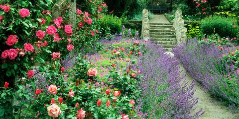 Flower, Flowering plant, Garden, Plant, Shrub, Botanical garden, Garden roses, Rose family, Botany, Rose, 