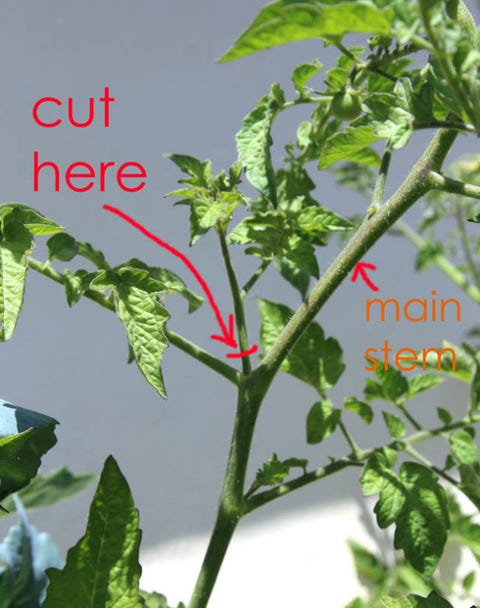 How To Grow Tomatoes In Containers Best Tips For Growing Image