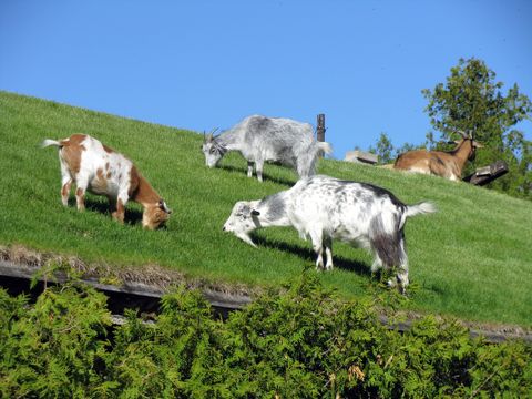 Find Out Why These Goats Are On The Roof Of This Wisconsin