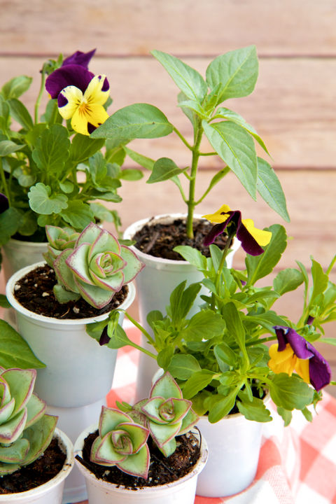 Flowerpot, Plant, Interior design, Petal, Houseplant, Terrestrial plant, Annual plant, Flowering plant, Herb, Herbaceous plant, 