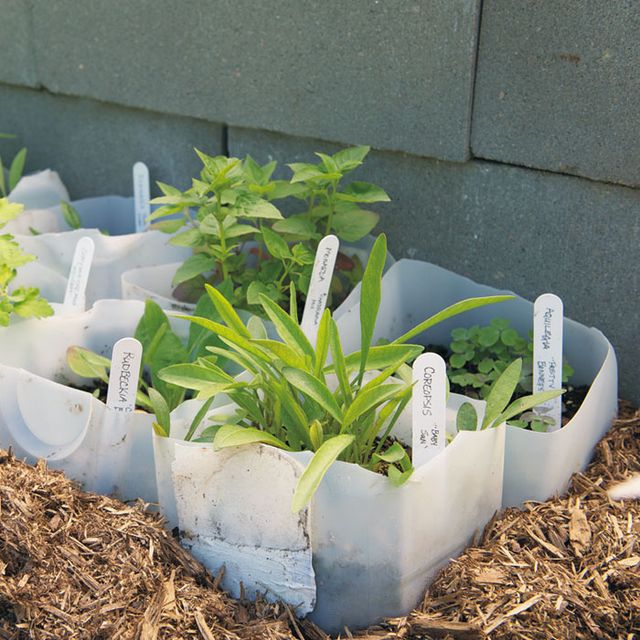 10 Everyday Items You Already Have at Home that Make Perfect Seedling ...