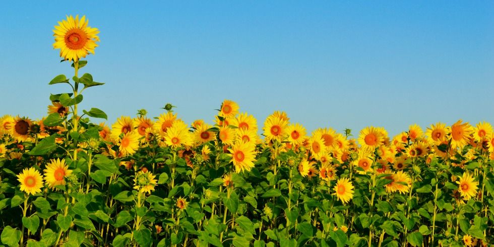 Nature, Daytime, Sunflower, Yellow, Plant, Petal, Flower, Agriculture, Plantation, Summer, 