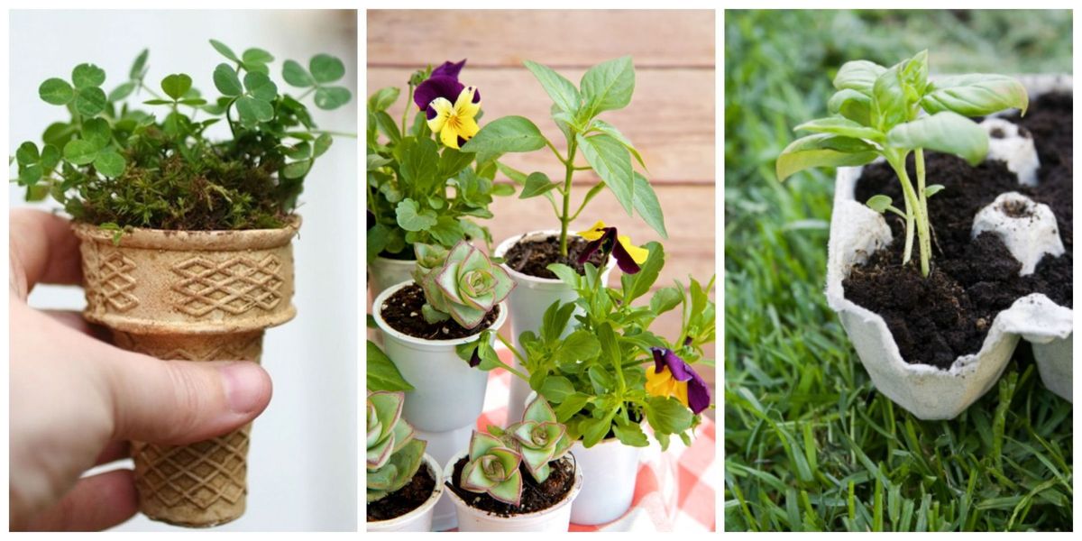 Flowerpot, Plant, Petal, Flower, Interior design, Soil, Houseplant, Ingredient, Herb, Annual plant, 
