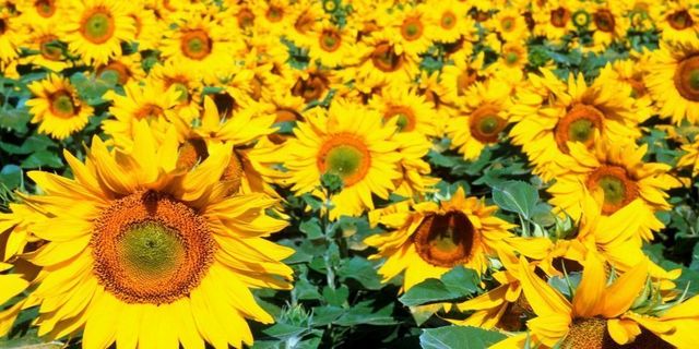 Yellow, Sunflower, Petal, Flower, Agriculture, Plantation, Flowering plant, Field, Annual plant, Crop, 