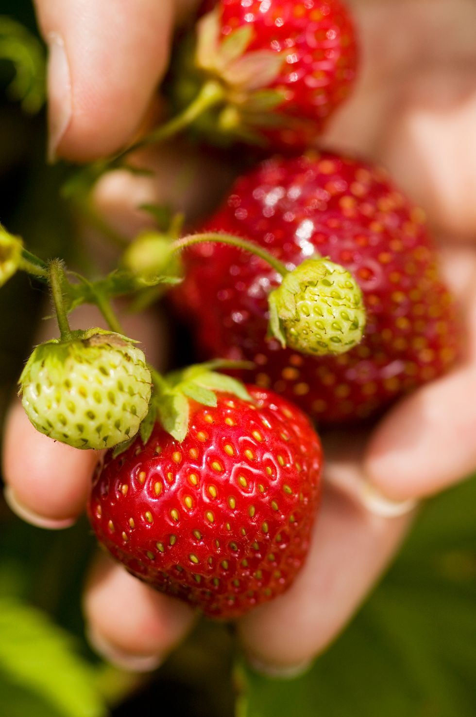 Finger, Green, Natural foods, Fruit, Food, Produce, Seedless fruit, Strawberry, Accessory fruit, Vegan nutrition, 
