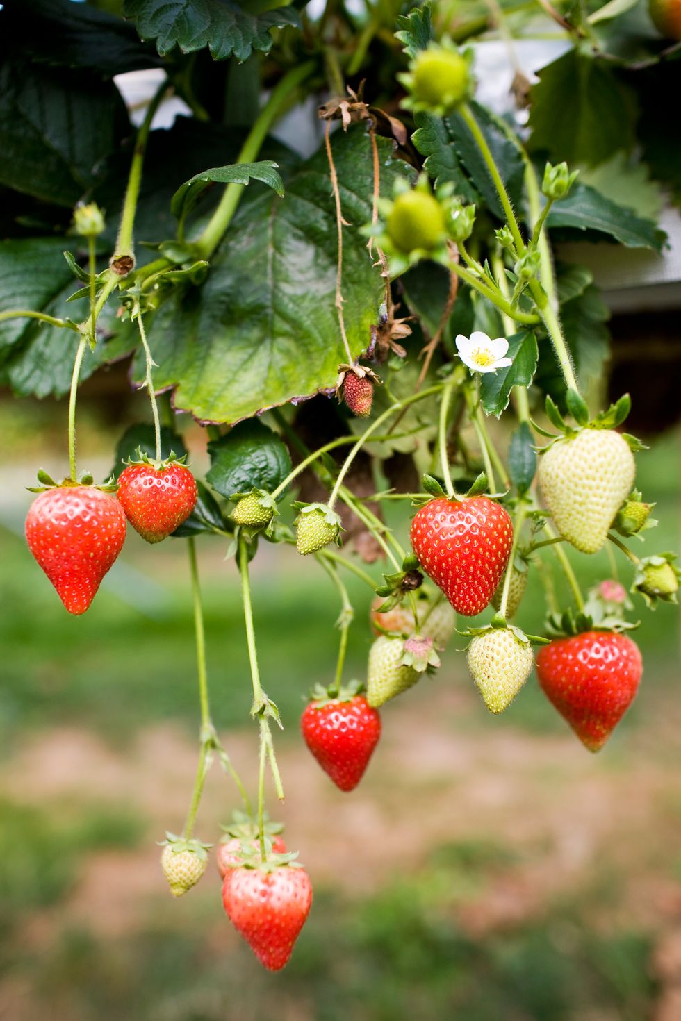Fruit, Red, Leaf, Produce, Natural foods, Fruit tree, Strawberry, Accessory fruit, Berry, Coquelicot, 