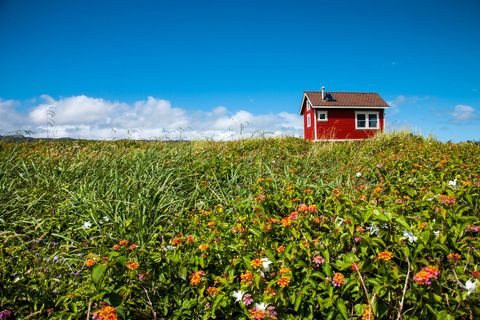 Sky, Flower, Natural landscape, Agriculture, Field, Landscape, Grassland, Petal, Farm, Land lot, 