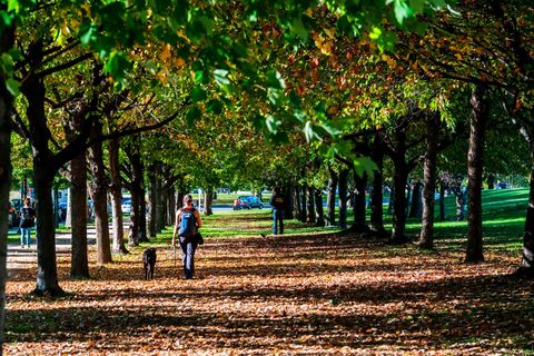 Green, Branch, Deciduous, Leaf, Tree, People in nature, Tints and shades, Woody plant, Sunlight, Shade, 