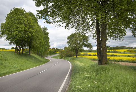 Nature, Vegetation, Road, Grass, Plant, Green, Natural landscape, Branch, Infrastructure, Road surface, 