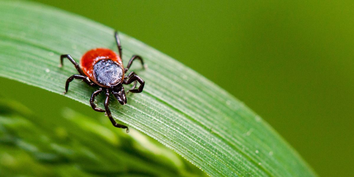 Bourbon Virus - Tick Spread Disease Emerges in Oklahoma and Kansas