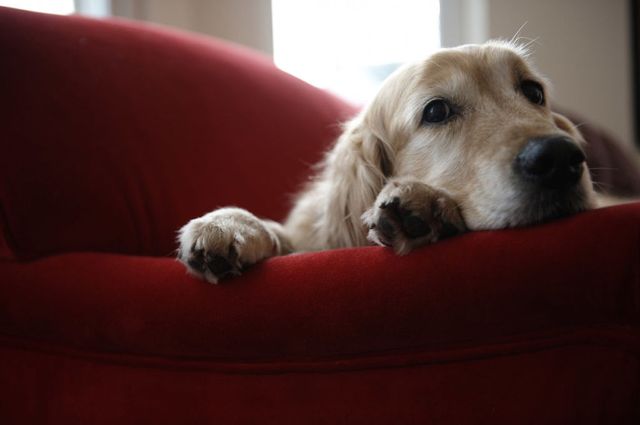 Raza de perro, Perro, Comodidad, Carnívoro, Retriever, Animal de trabajo, Perro de compañía, Labrador retriever, Beige, Grupo deportivo, 