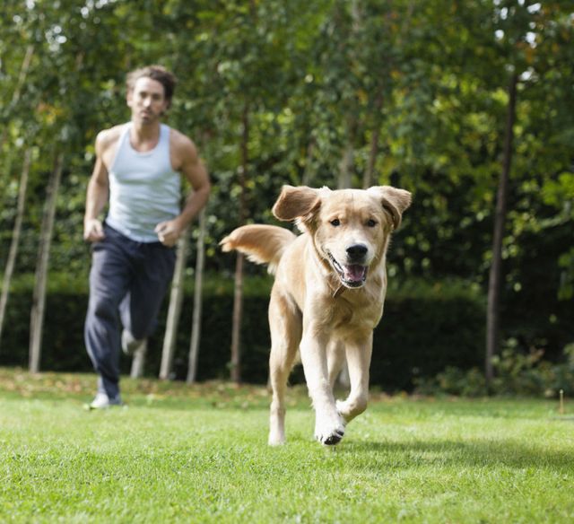 Mensch, Hunderasse, Hund, Fleischfresser, Wirbeltier, Säugetier, Sportliche Gruppe, Halsband, Begleithund, Tierdressur, 