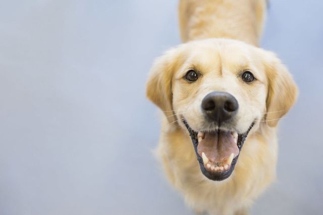 Raça Cão, Amarelo, Pele, Cão, Vertebrado, Carnívoro, Mandíbula, Focinho, Bigodes, Íris, 