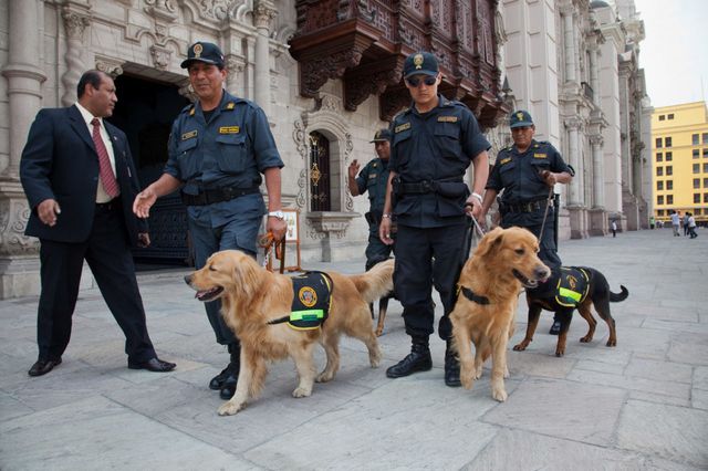 Raza de perro, Humano, Perro, Carnívoro, Vertebrado, Policía, Grupo deportivo, Correa, Agente de policía, Fuerzas de seguridad, 