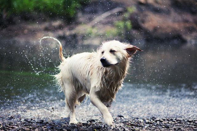 Race de chien, Chien, Vertébré, Carnivore, Alimentation du chien, Chien de compagnie, Groupe sportif, Soleil, Animal de travail, Museau, 