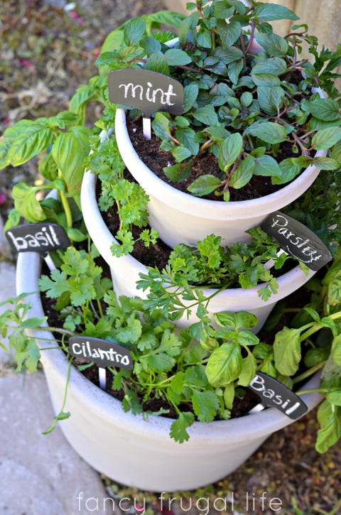 plant flower herb flowerpot leaf houseplant flowering plant marjoram mint oregano small backyard ideas