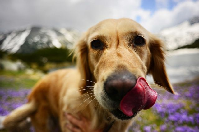 Hondenras, Hond, Carnivoor, Gewerveld dier, Zoogdier, Tong, Sportgroep, Orgaan, Iris, Snuit, 