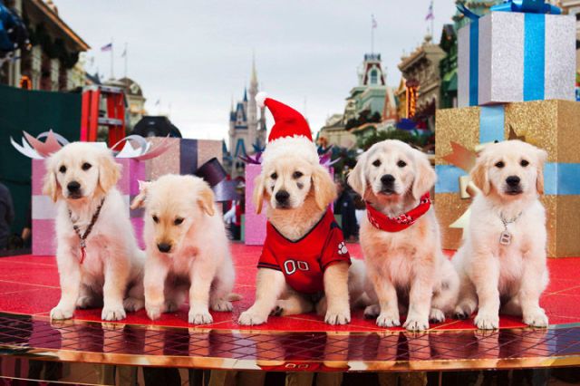 Raza de perro, Perro, Vertebrado, Carnívoro, Rosa, Suministro de perros, Grupo deportivo, Perro de compañía, Suministro de mascotas, Cánidos, 