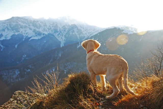 Hundras, Bergiga landformer, Hund, Bergskedja, Highland, Rovdjur, Berg, Hill, Ridge, Sporting Group, 