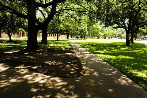 Tree, Nature, Green, Natural landscape, Grass, Shadow, Light, Sunlight, Leaf, Spring, 