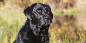 Labrador Retrievers Are the Most Popular Dog in America Again - AKC ...