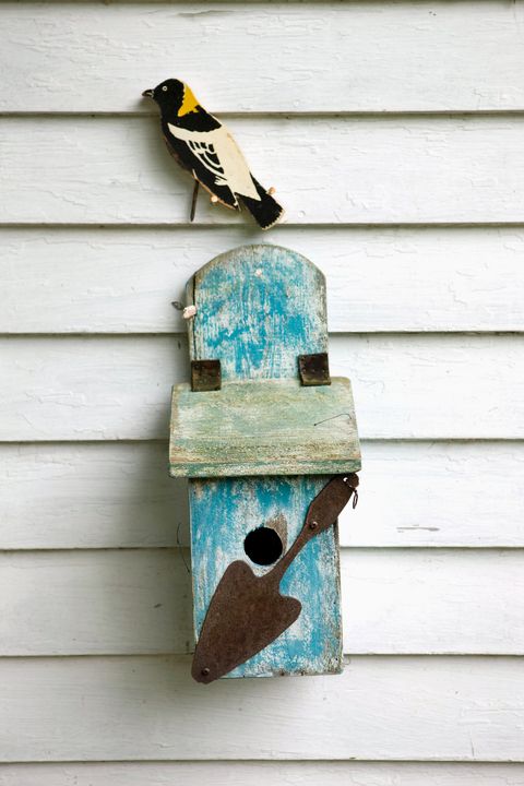 Wood, Beak, Bird, Teal, Turquoise, Birdhouse, Feather, Birdhouse, Siding, Pet supply, 