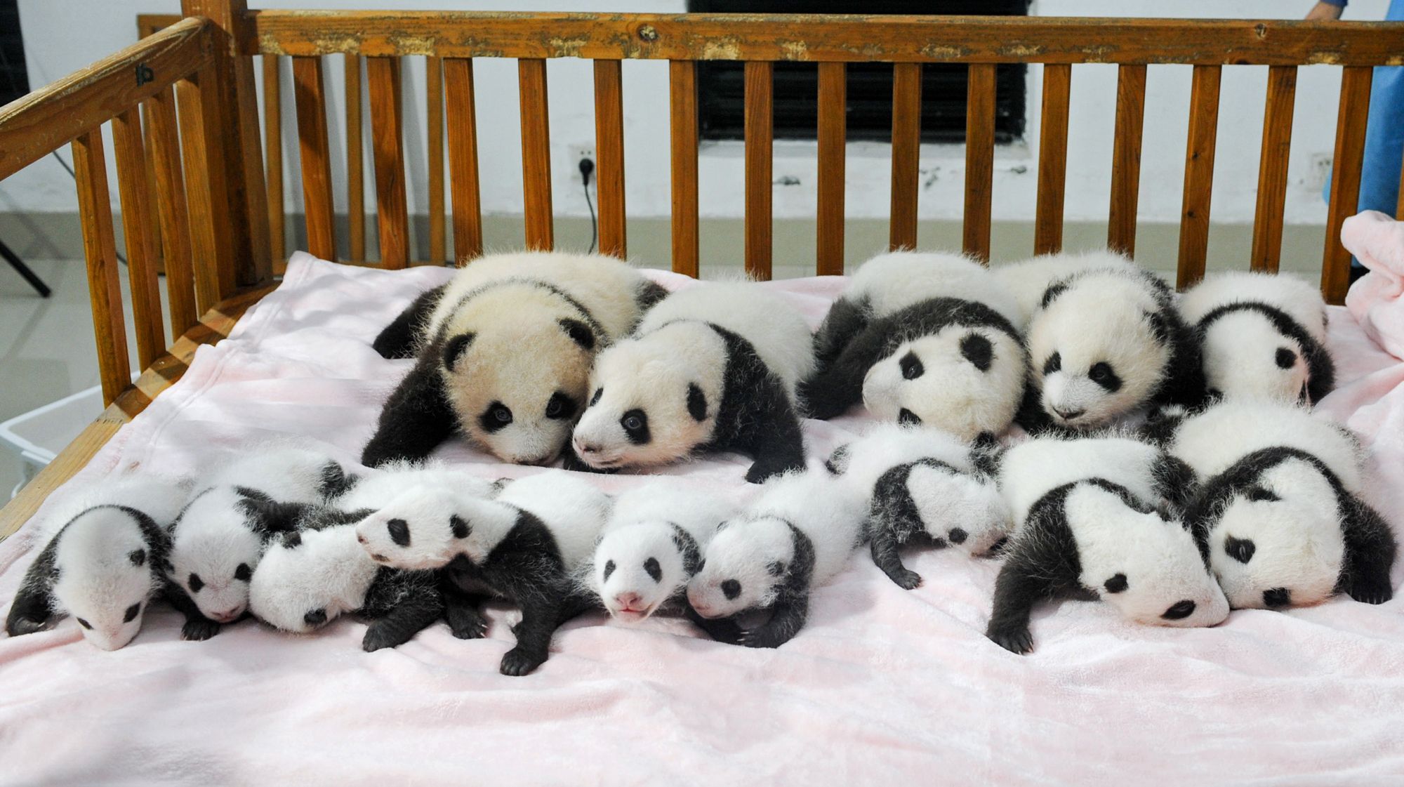 Cute Baby Panda Photos Chengdu Panda Research Base