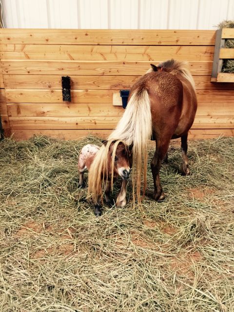 Smallest Therapy Horse - Cute Miniature Horse Photos