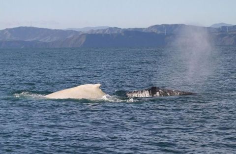 White humpback whale