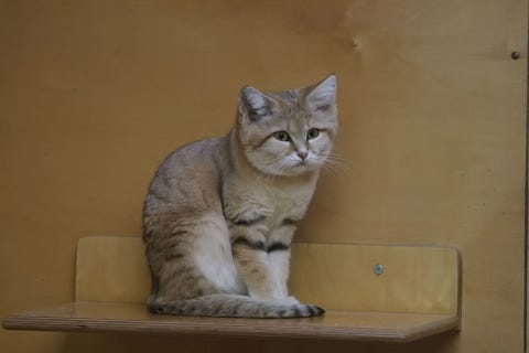 sand cats cute kitten pictures