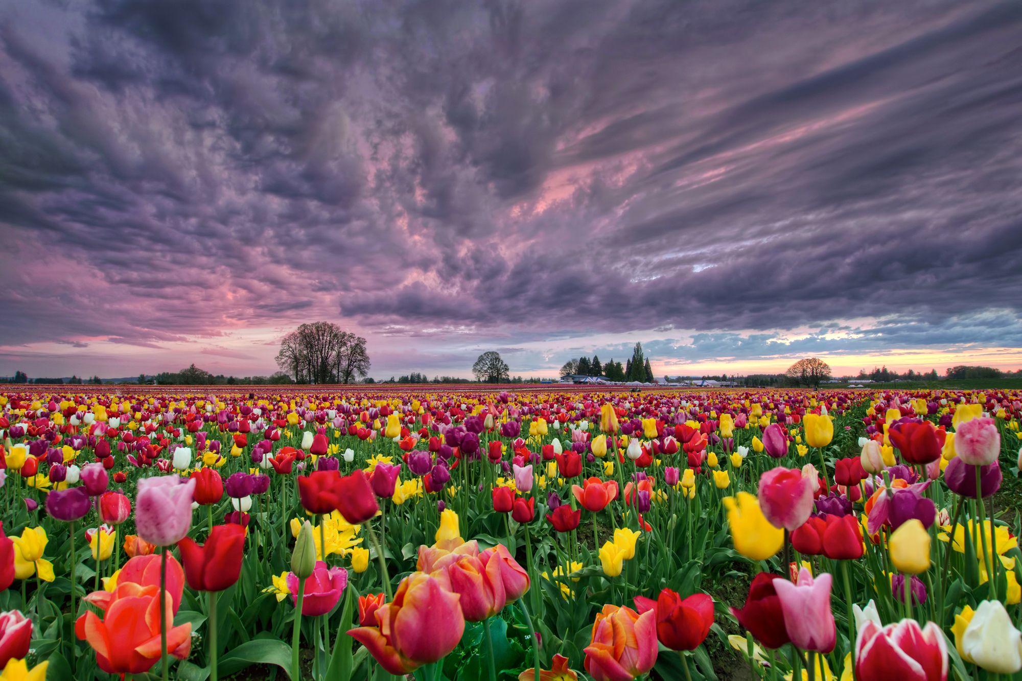 Image result for tulips