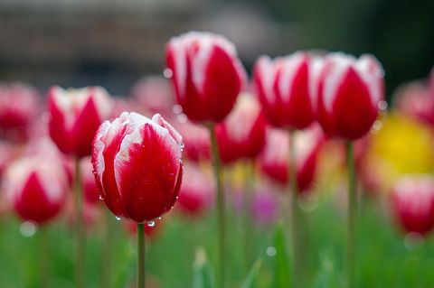 Tulip Facts - What to Know About Tulips