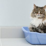 Small to medium-sized cats, Whiskers, Felidae, Cat, Carnivore, Cat supply, Fur, Tile, Pet supply, Maine coon, 
