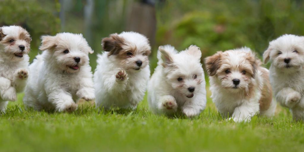 little tiny puppies