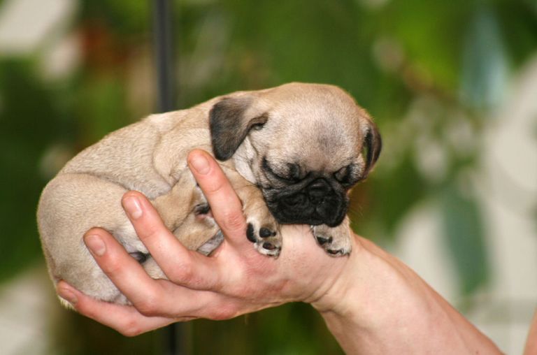 25 Tiny Puppies That Are The Perfect Fit for Your Tiny House - Cute Dog ...