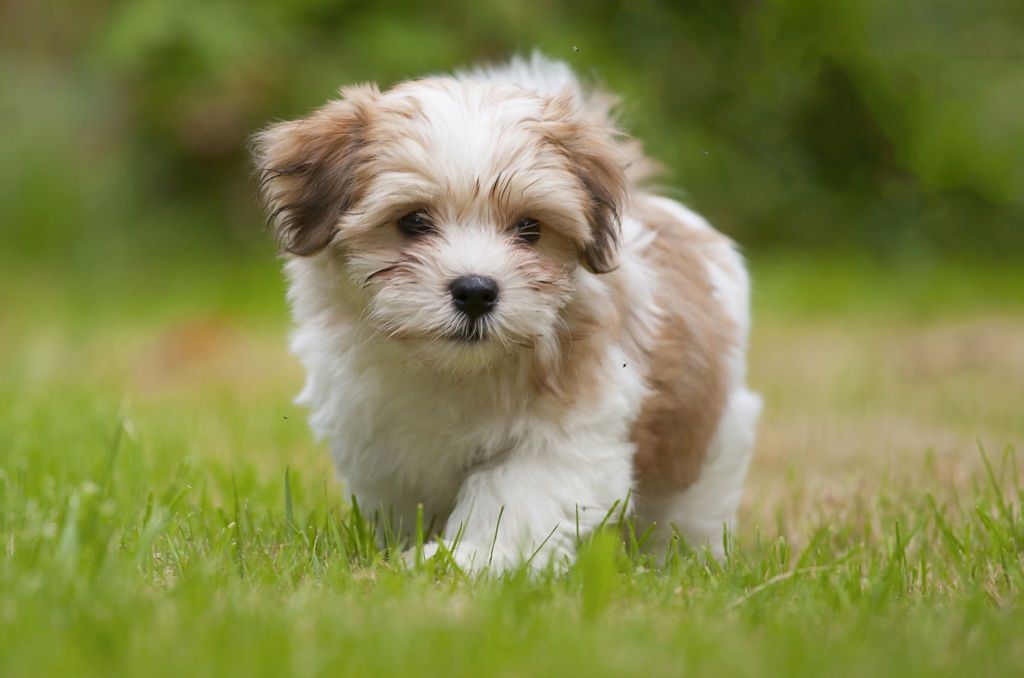 25 Tiny Puppies That Are The Perfect Fit For Your Tiny House Cute Dog   Gettyimages 459147353 1 