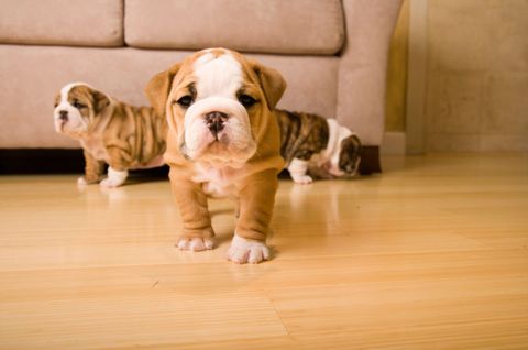 Wood, Floor, Dog, Flooring, Dog breed, Hardwood, Carnivore, Wood flooring, Bulldog, Laminate flooring, 