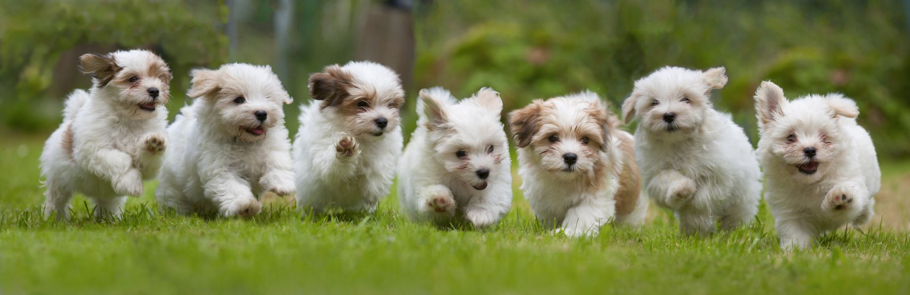 small baby puppies