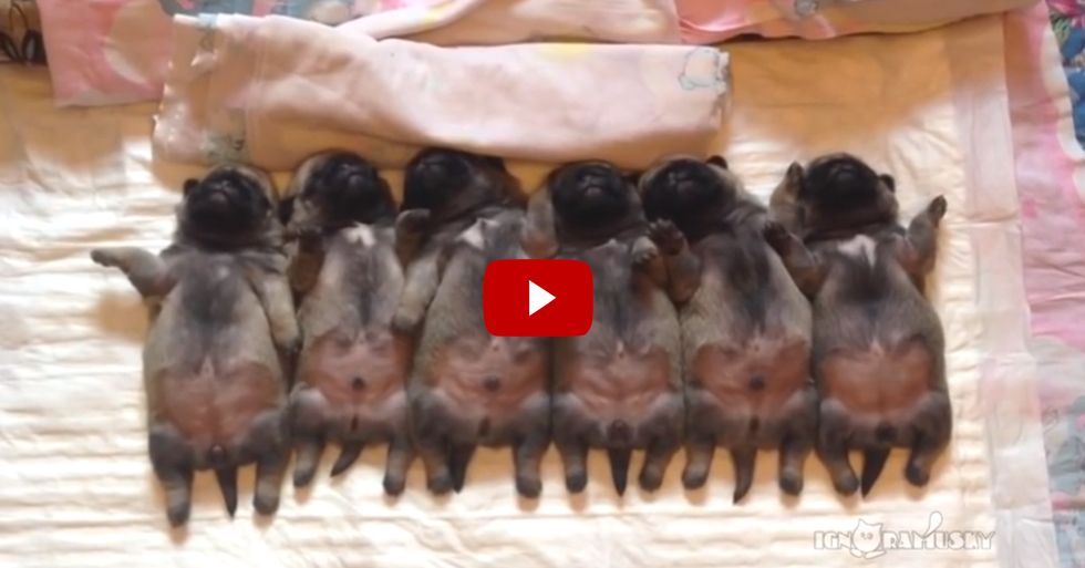 Video Of 6 Cute Pug Puppies Going To Sleep Adorable Baby Animals