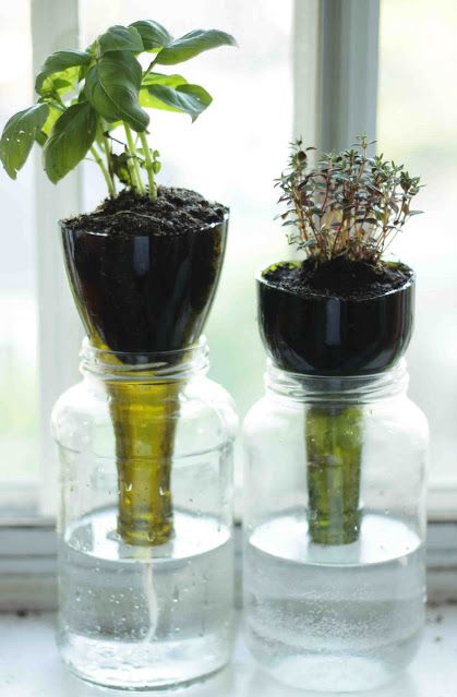 Flowerpot, Vase, Houseplant, Glass, Plant, Leaf, Herb, Bottle, Flower, Drinkware, 