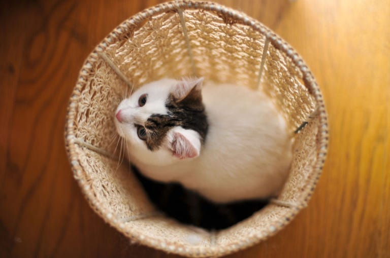 Cats that Stay Small Tiny Kittens For Your Tiny Home