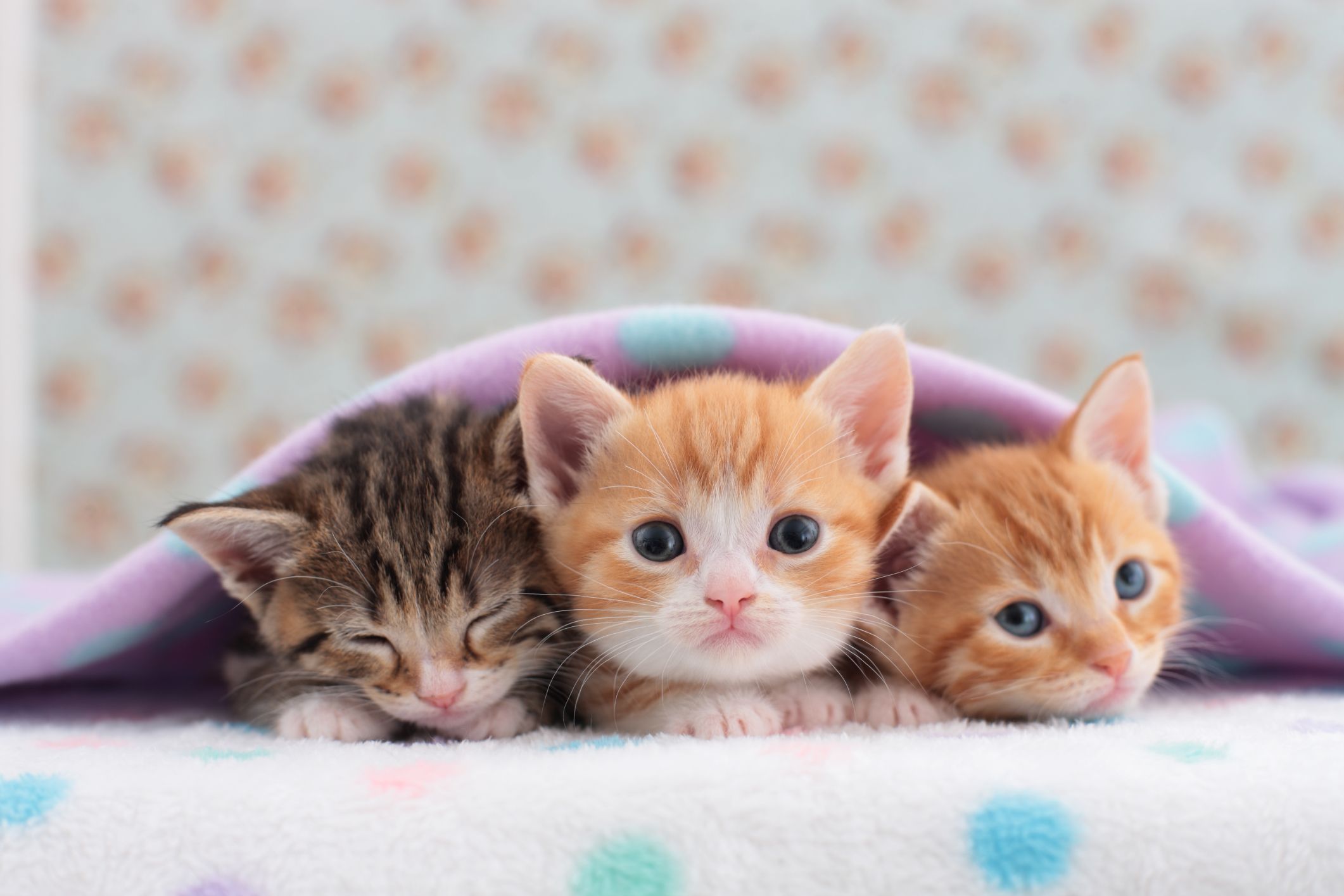 tiny kitties