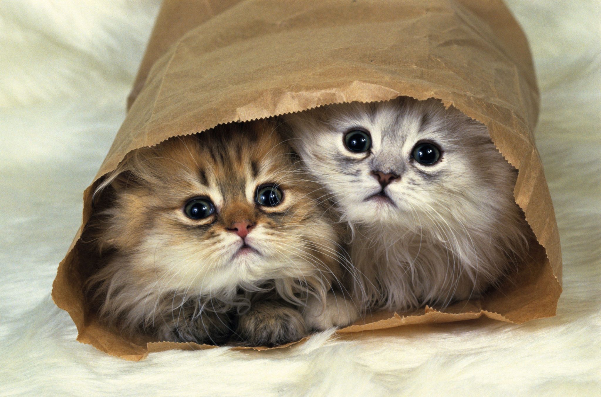 tiny tiny kittens